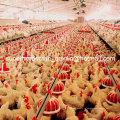 Full+Set+High+Quality+Breeder+House+Poultry+Equipment